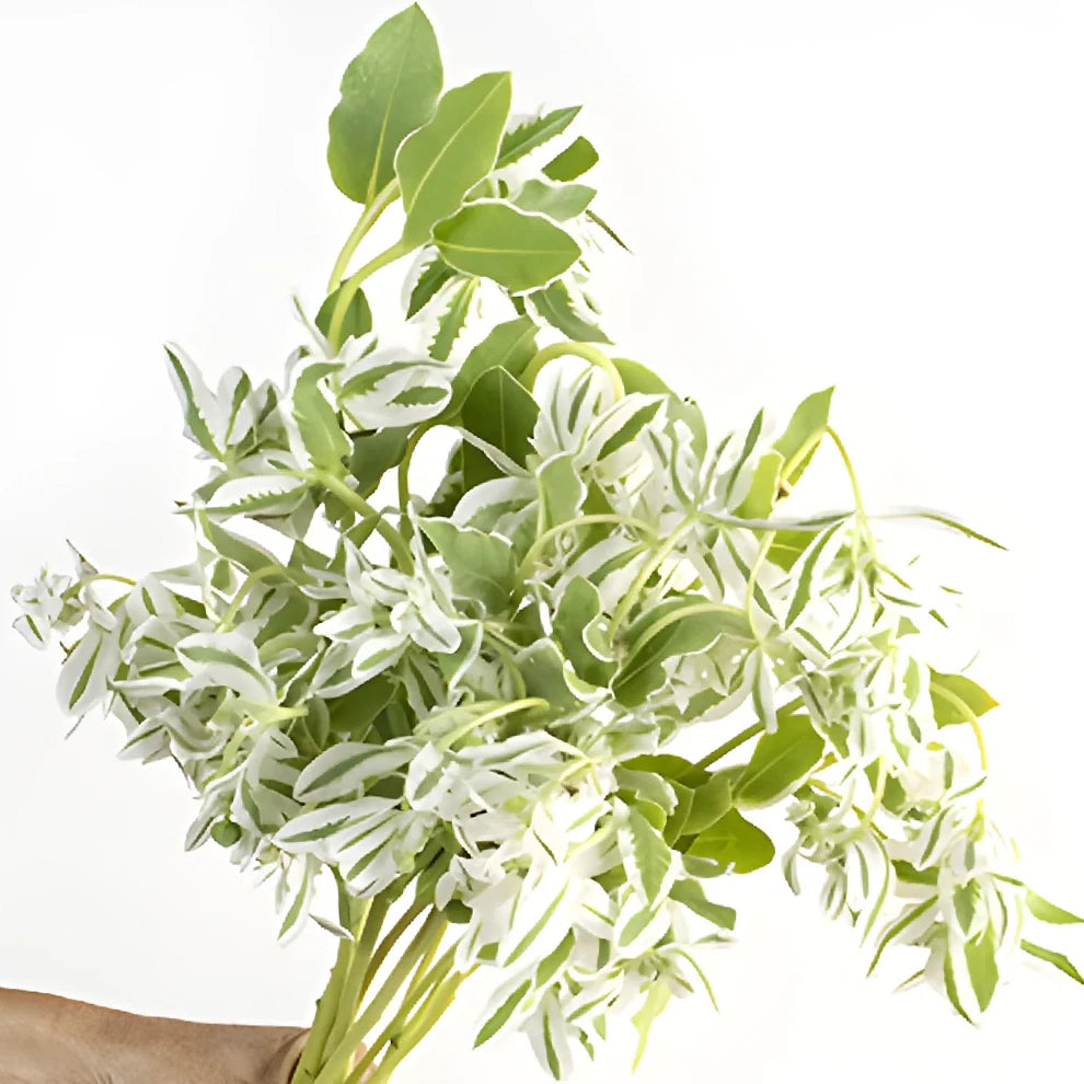 Euphorbia Snow in the Mountain Greenery - alternative 1