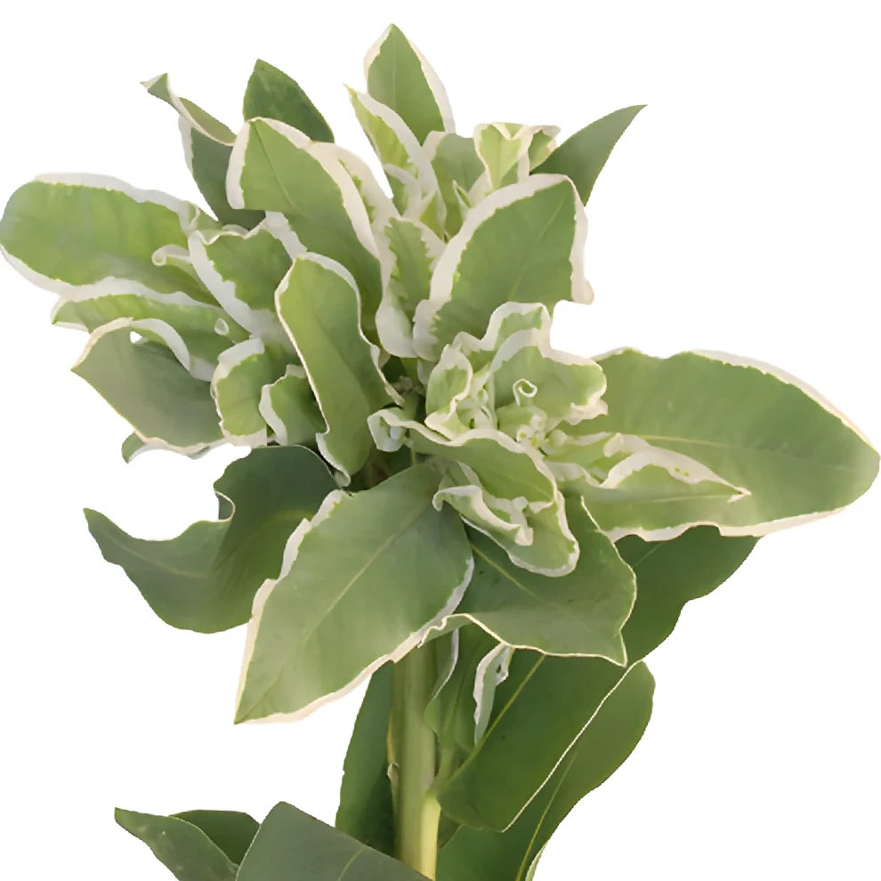 Euphorbia Snow in the Mountain Greenery - alternative 3