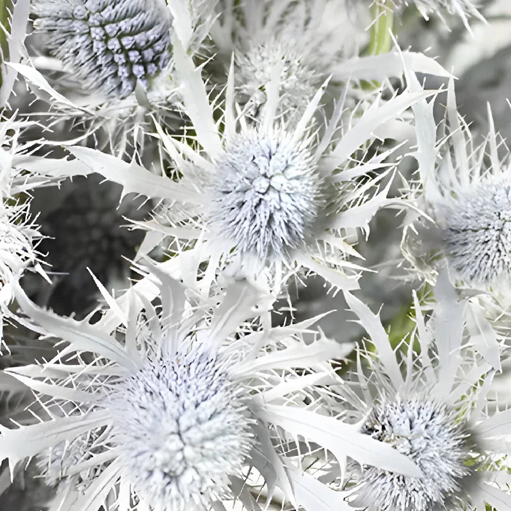 Tinted White Thistle - alternative 2