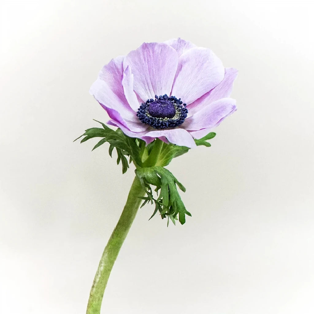 Soft Purple Anemones - alternative 3