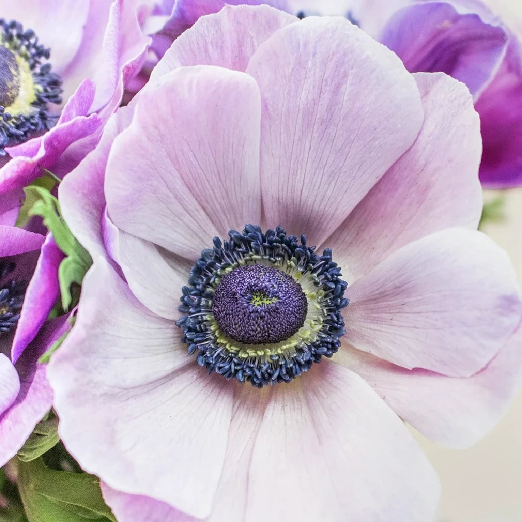 Soft Purple Anemones - alternative 1