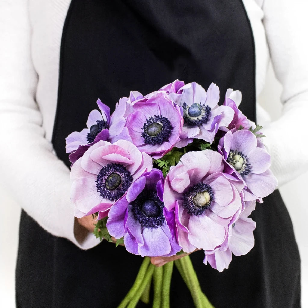 Soft Purple Anemones - main