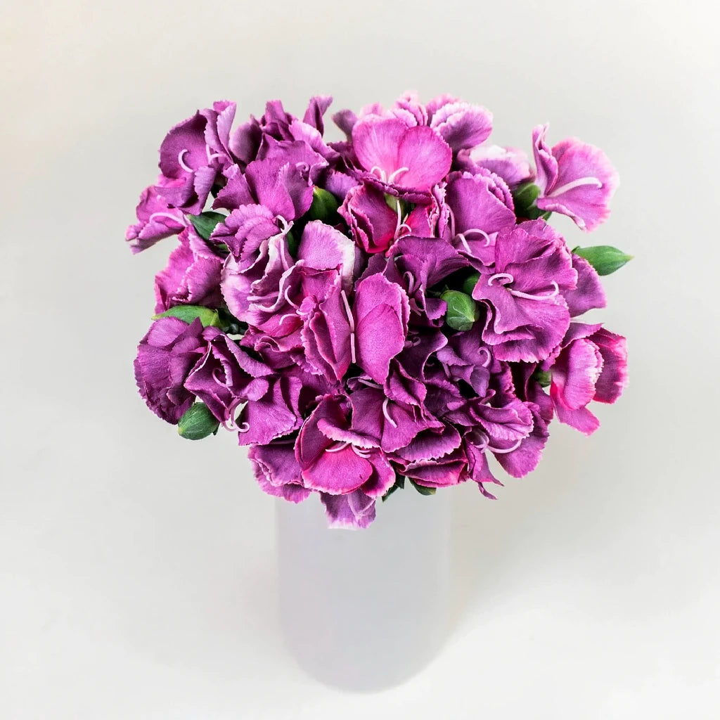 Solomio Bono Dianthus - alternative 3