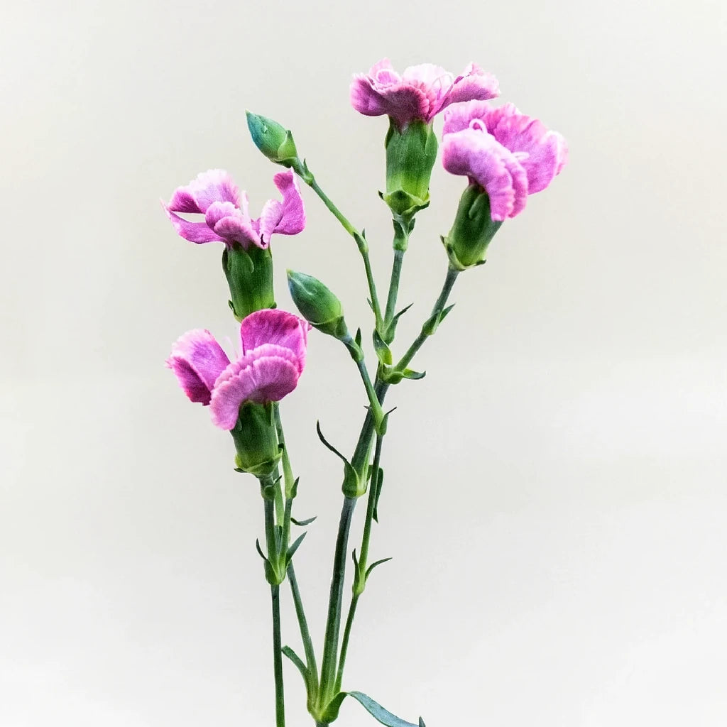 Solomio Bono Dianthus - alternative 2