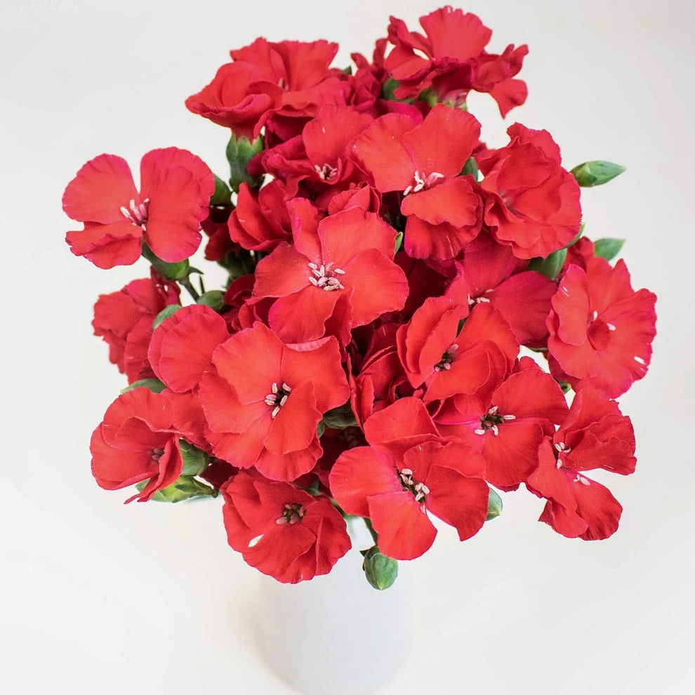 Solomio Red Dianthus - alternative 1