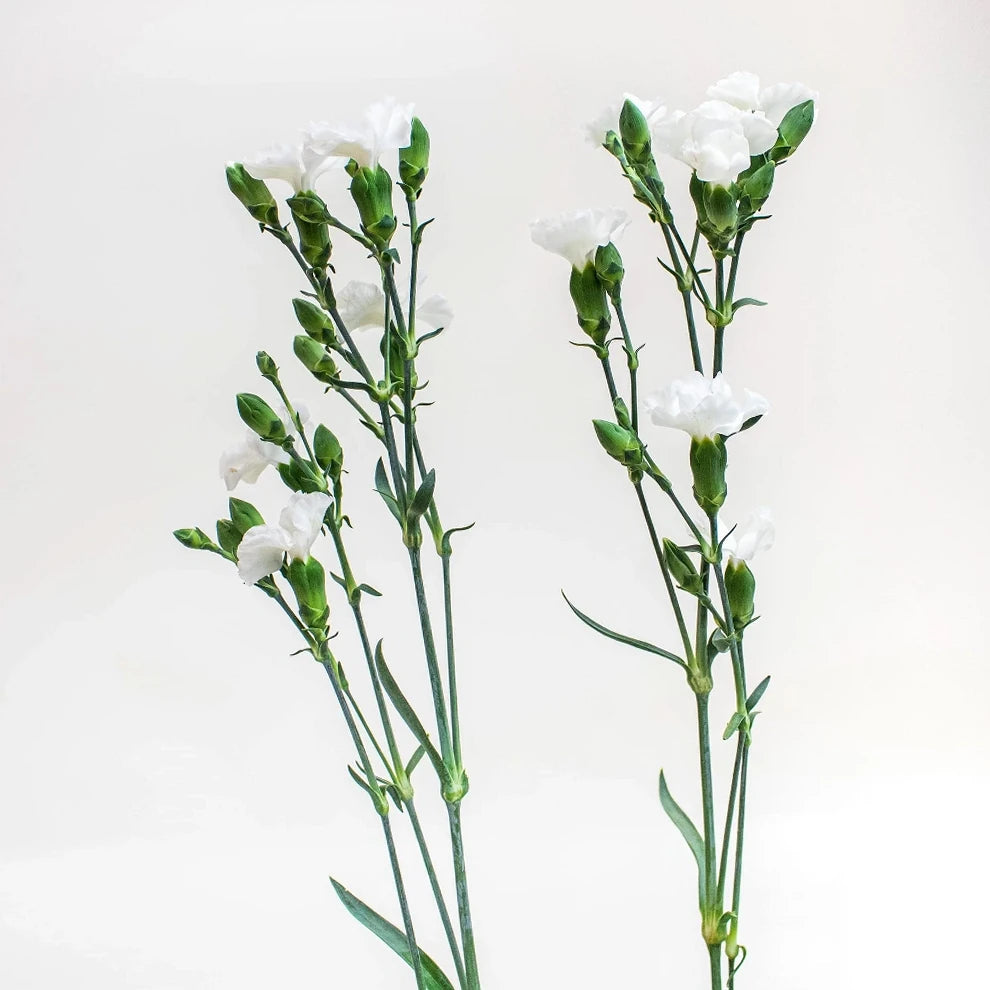 Solomio White Dianthus - main