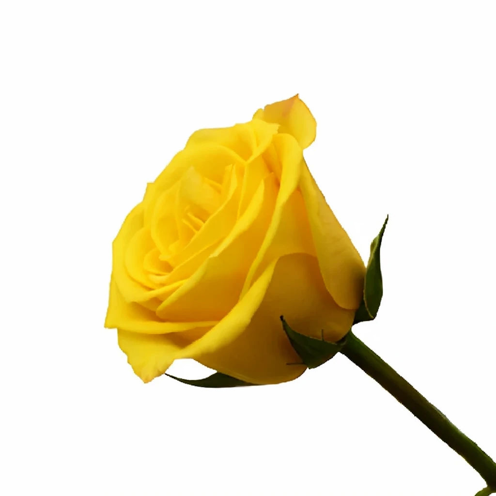 Sonrisa Roses Standard - alternative 3