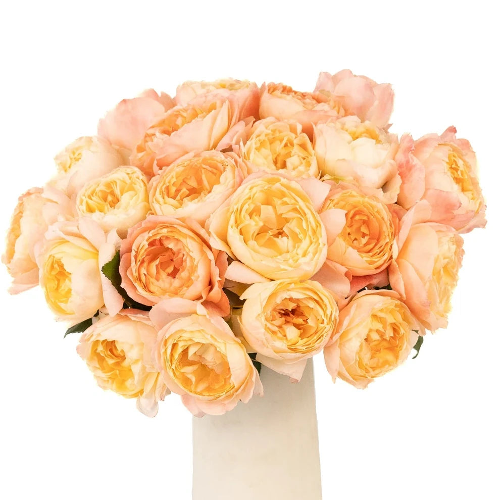 Princess Aiko Roses Garden - alternative 2