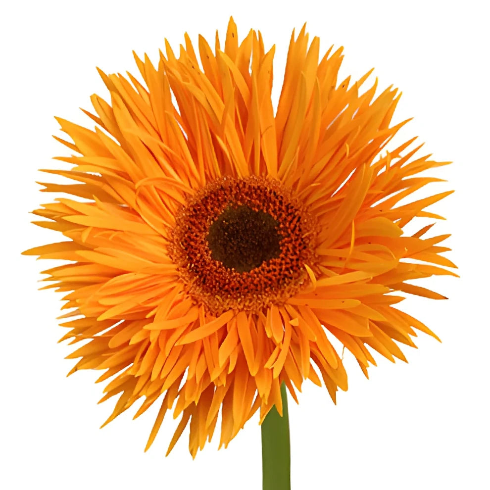 Orange Gerberas Spider - main