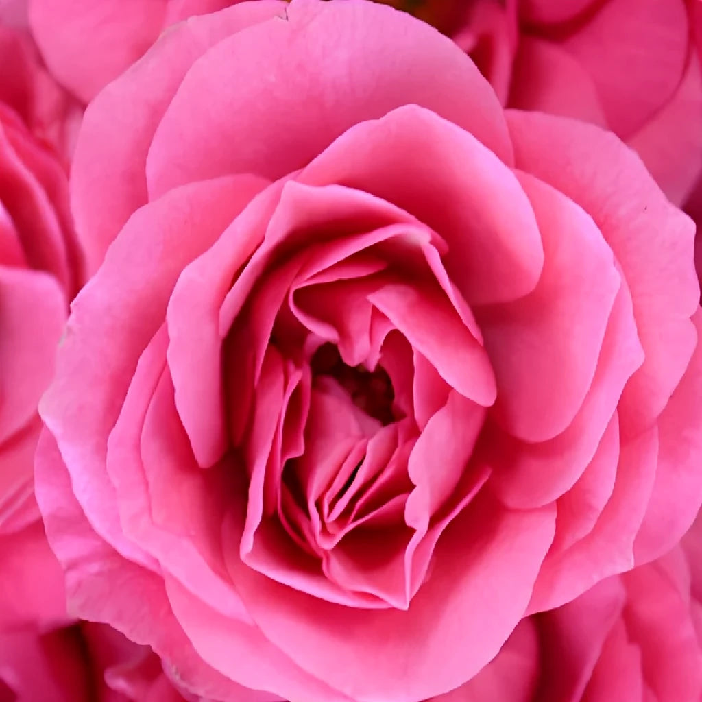 Pink Roses Spray - main