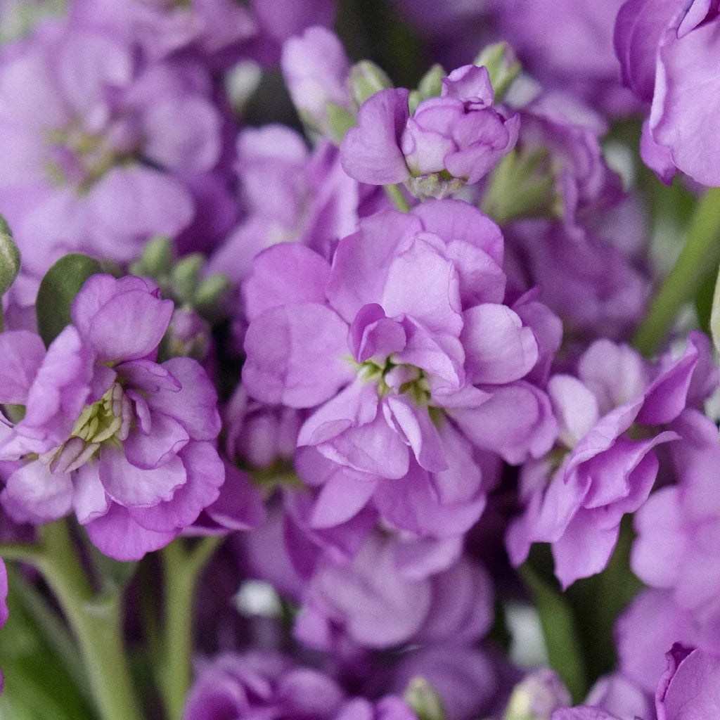 Purple Stock Spray - main