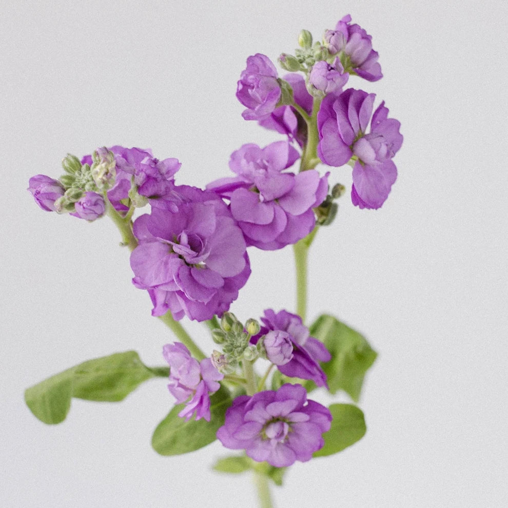 Purple Stock Spray - alternative 1