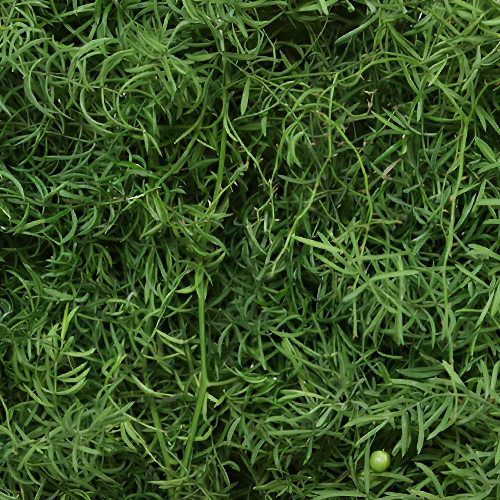Star Asparagus Greenery - main