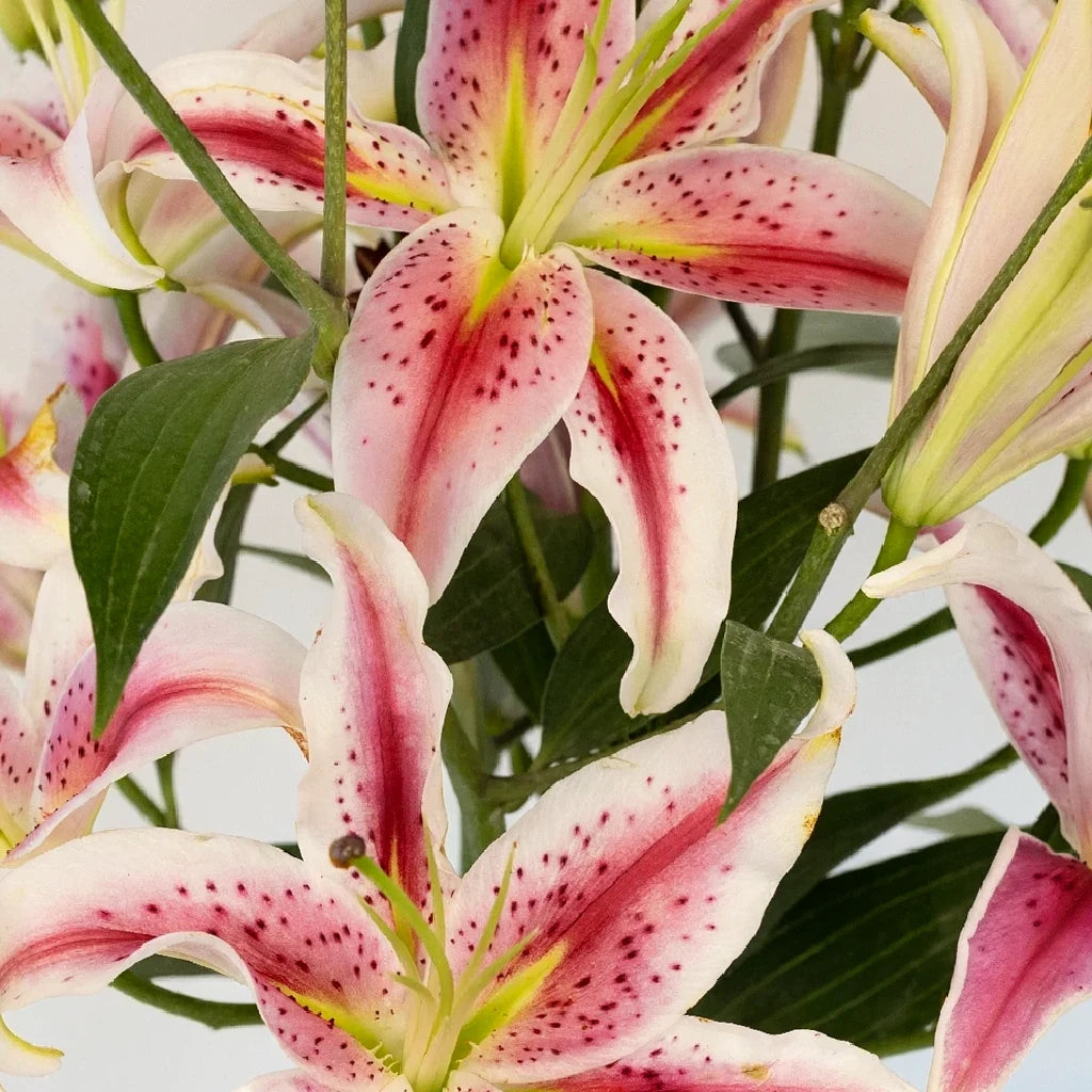 Starfighter Lilies Oriental - main