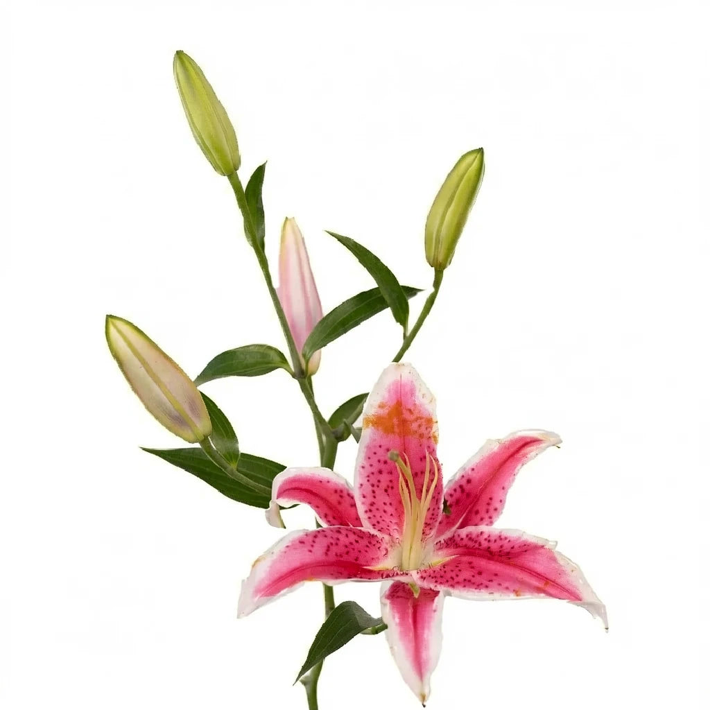Stargazer Lilies Oriental - main