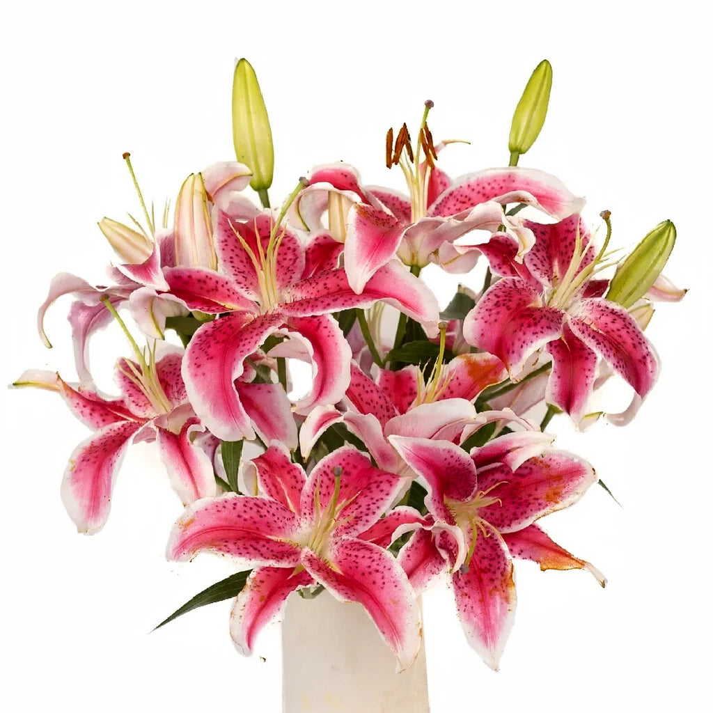 Stargazer Lilies Oriental - alternative 1