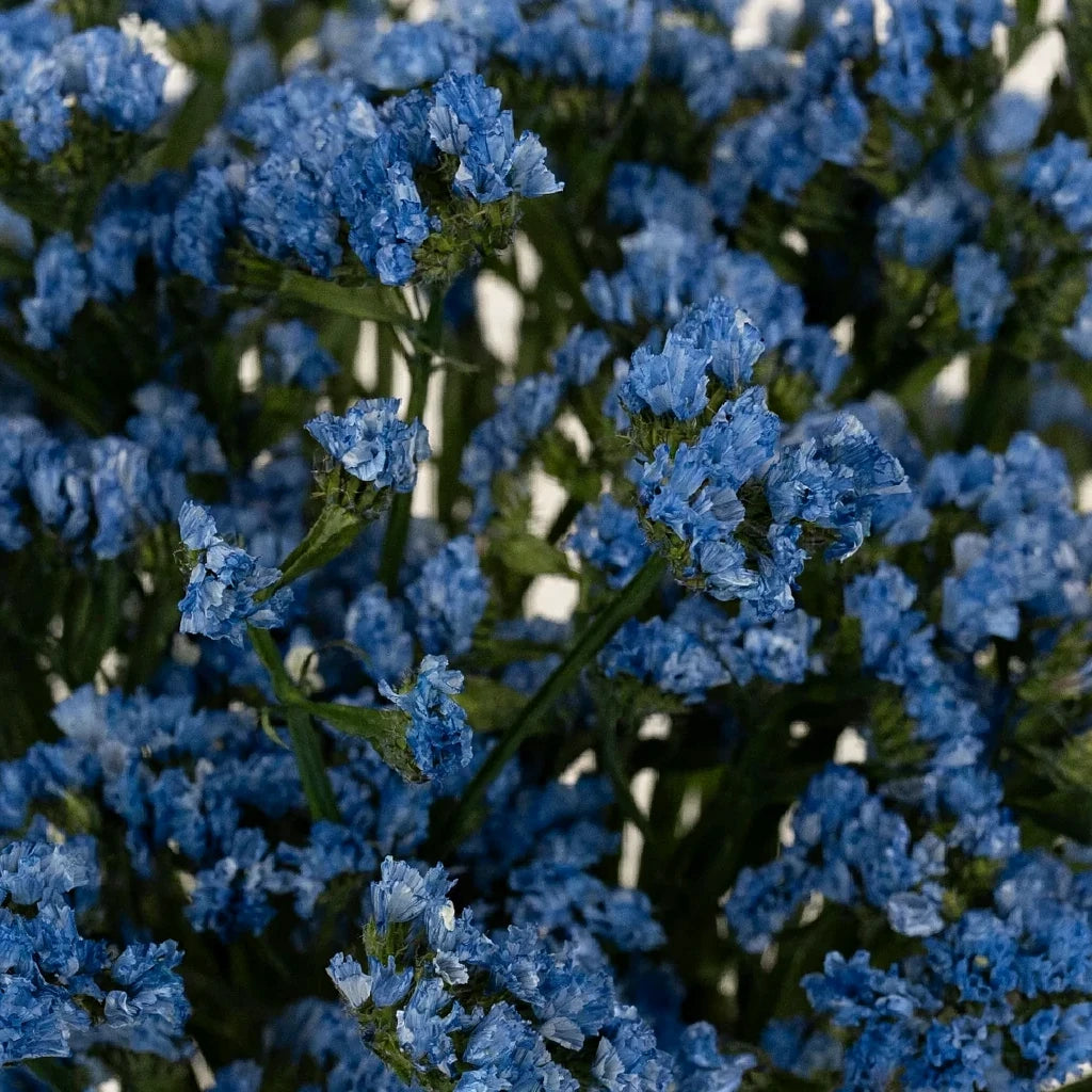Tinted Blue Statice - alternative 2
