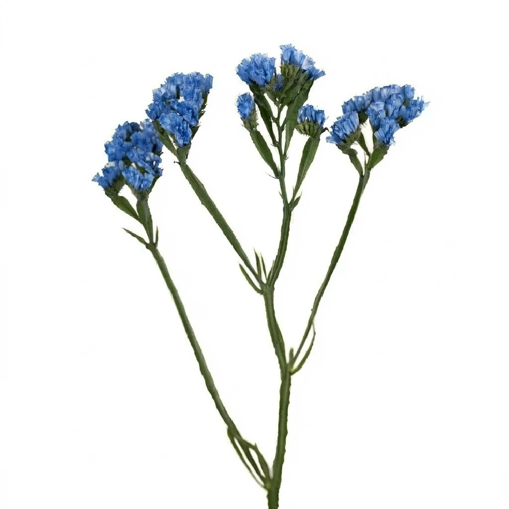Tinted Blue Statice - alternative 1