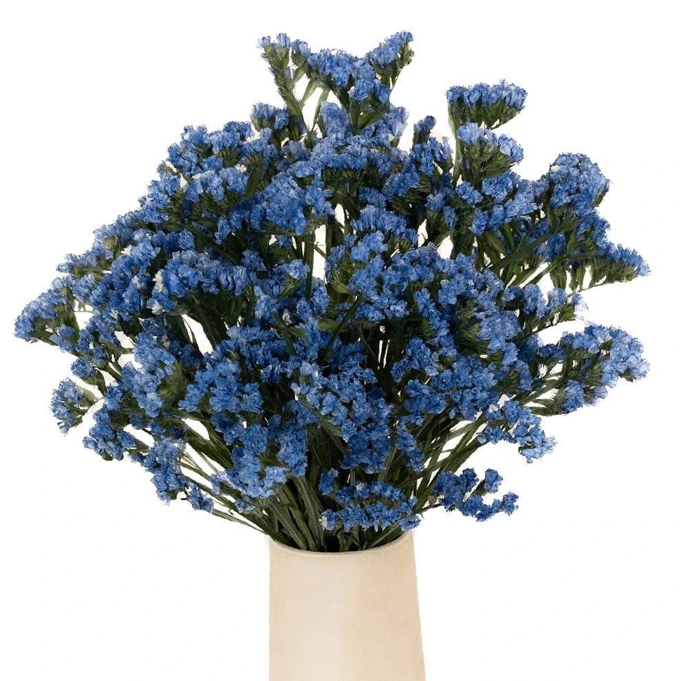 Tinted Blue Statice - main