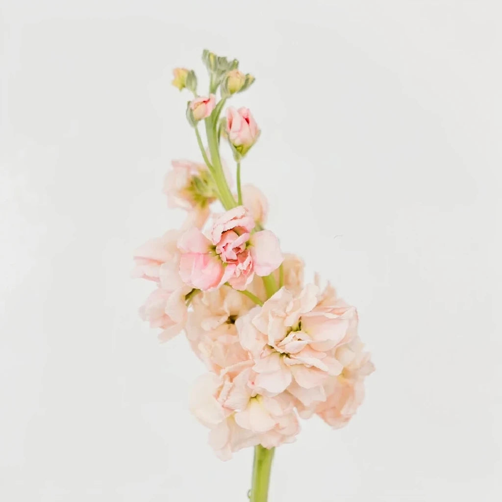 Apricot Stock Regular - main