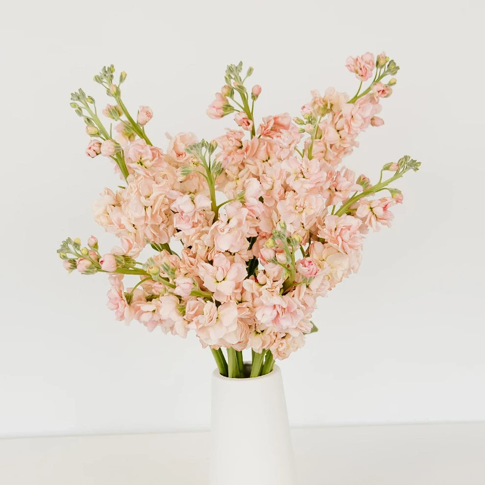 Apricot Stock Regular - alternative 2