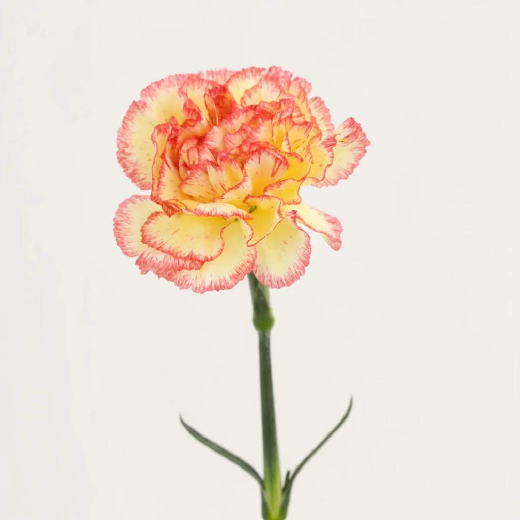 Komachi Fiesta Carnations - alternative 2