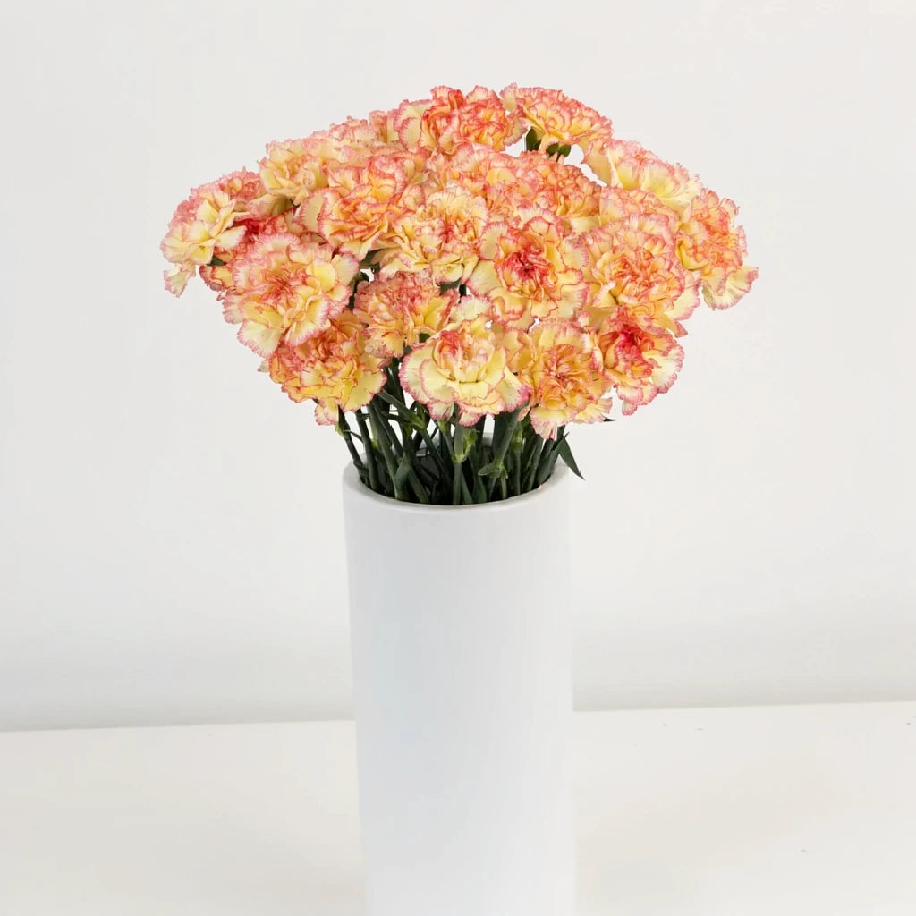 Komachi Fiesta Carnations - main