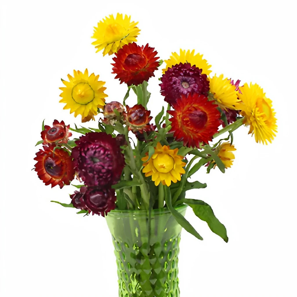 Assorted Straw Flower - main