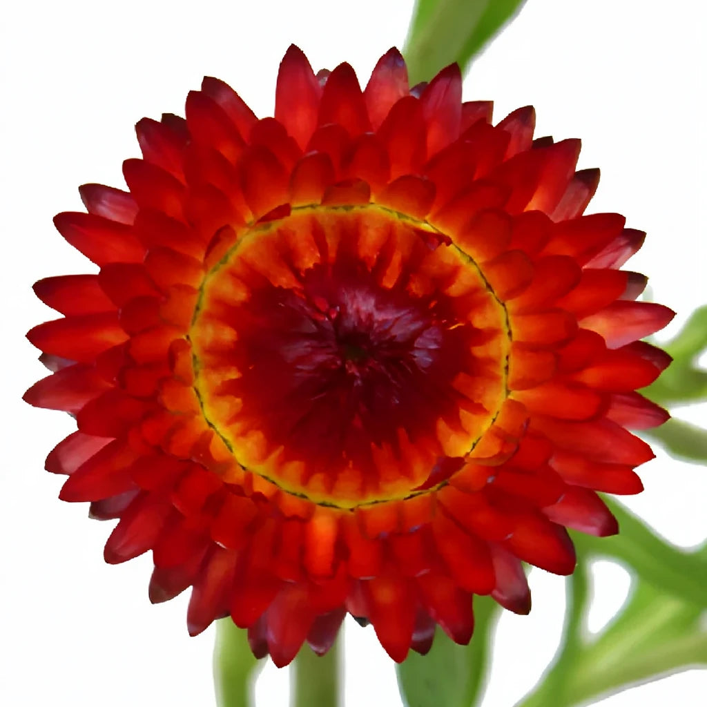 Burgundy Straw Flower - alternative 2