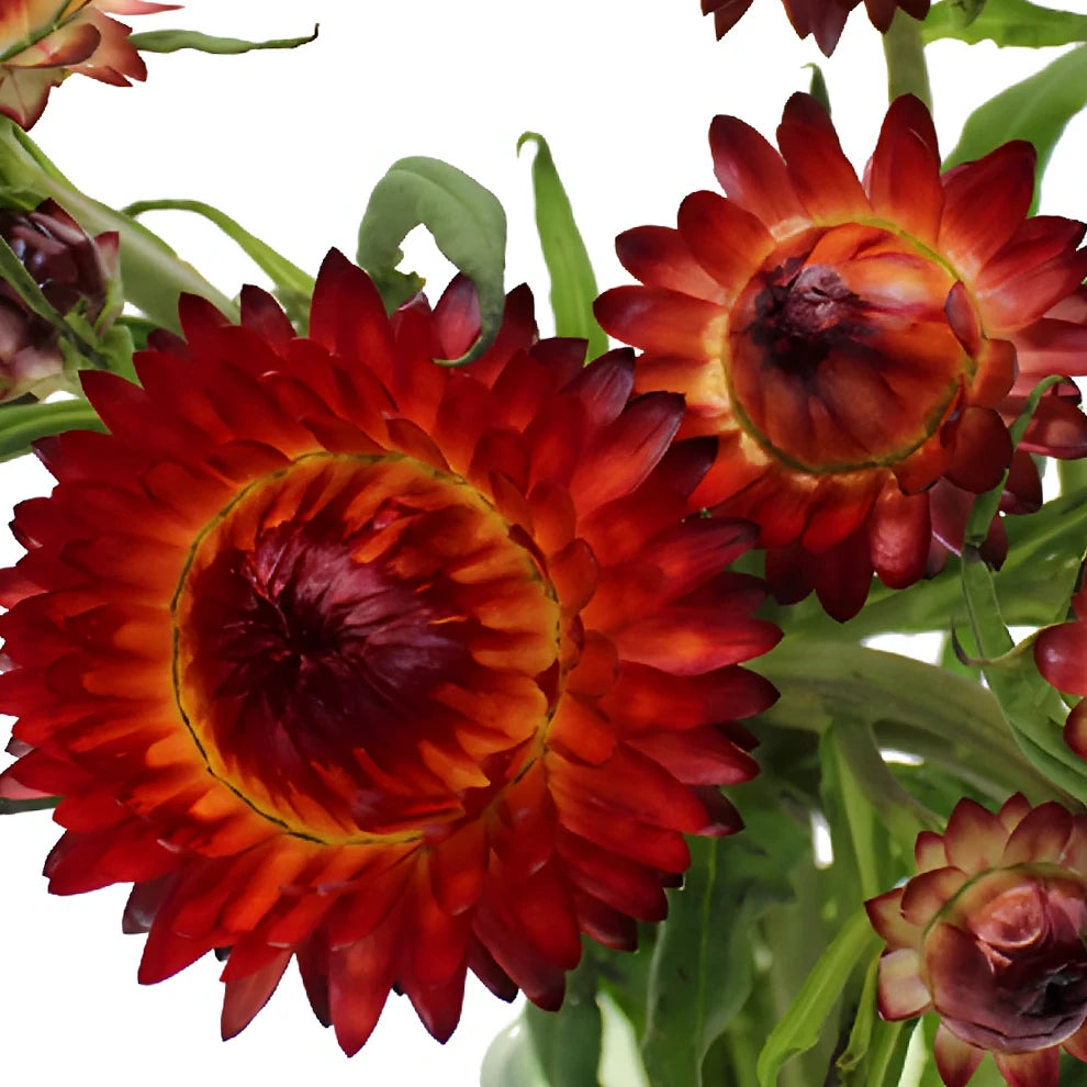 Red Straw Flower - alternative 2