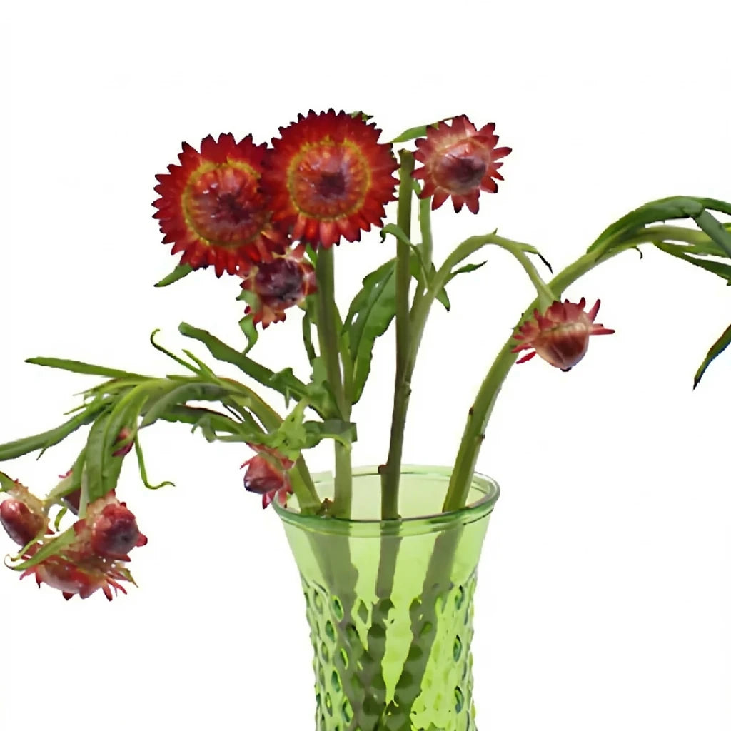 Red Straw Flower - alternative 3