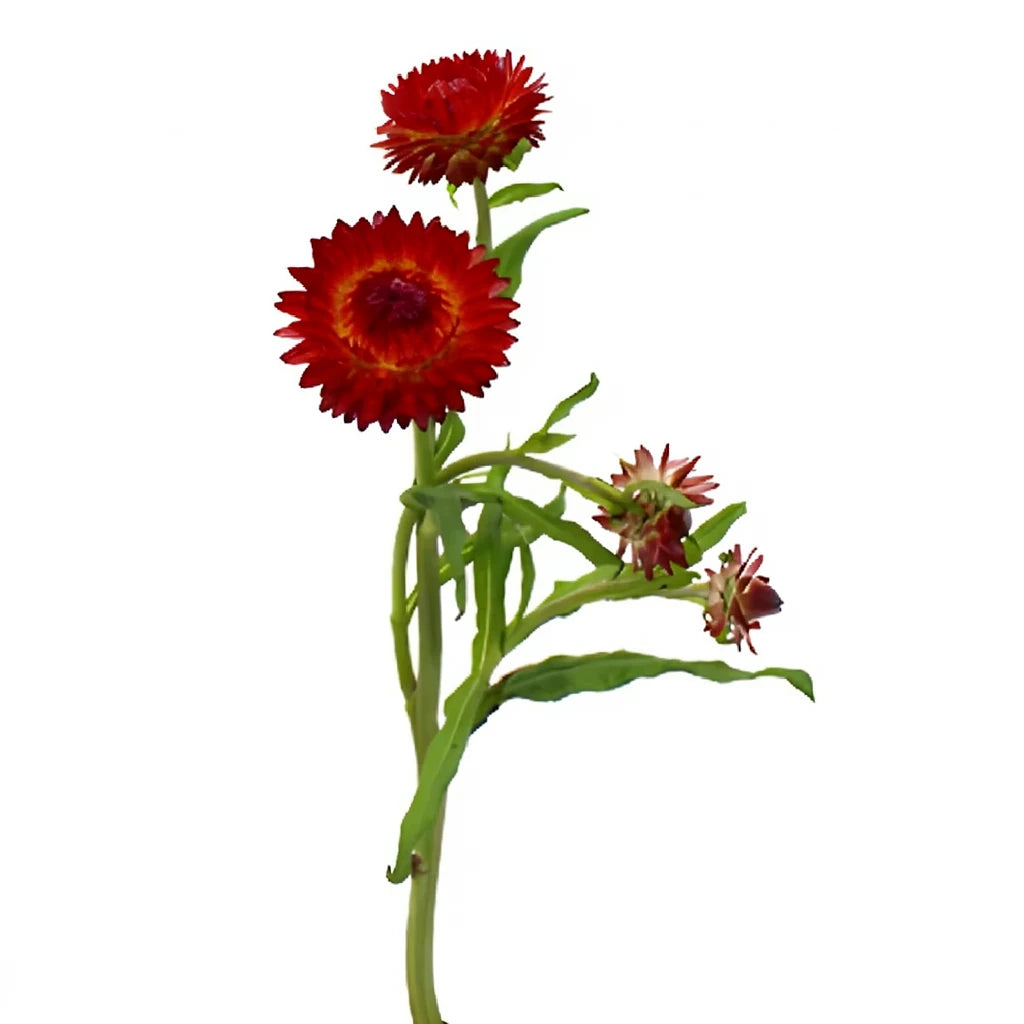Red Straw Flower - alternative 4