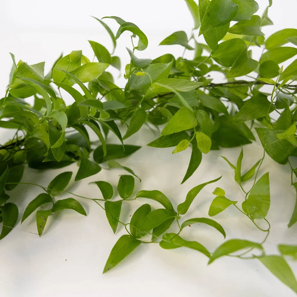 String Smilax Greenery - alternative 1