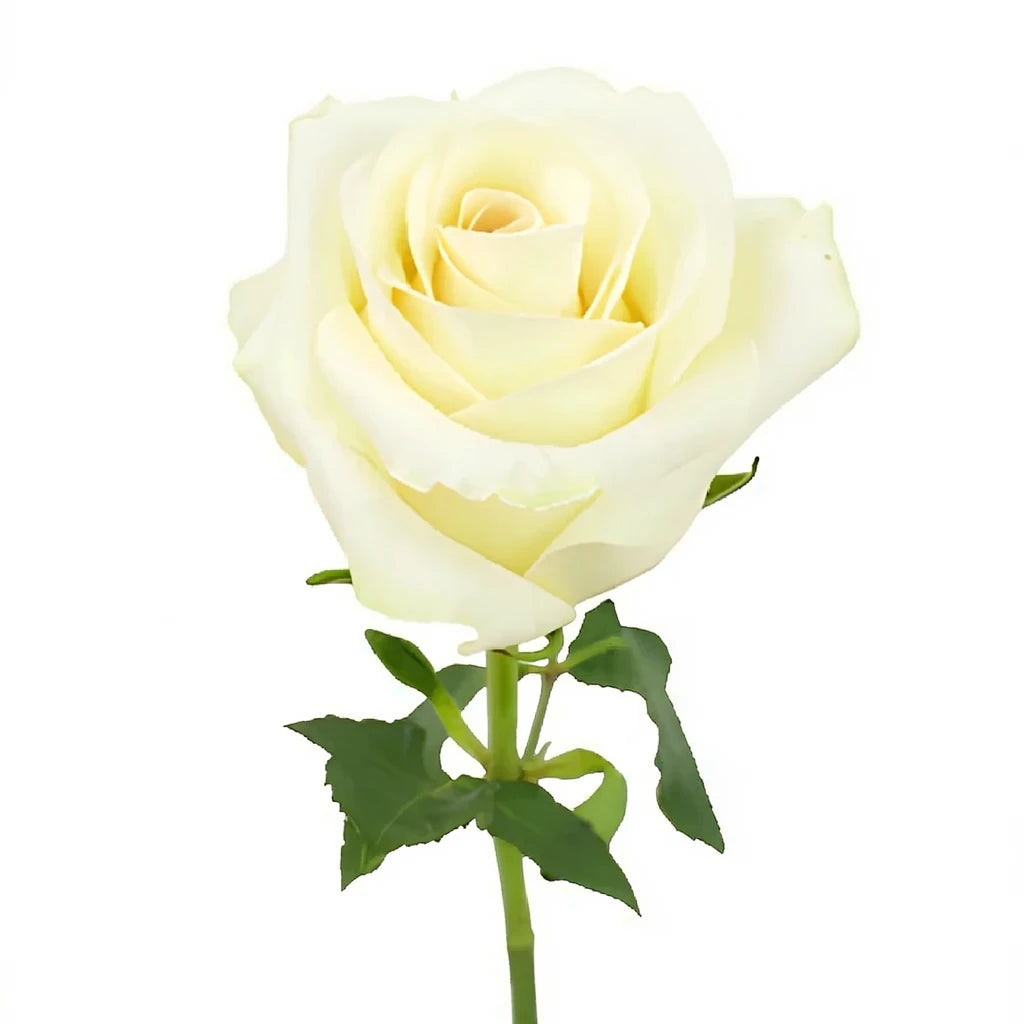 Sublime Roses Standard - alternative 2