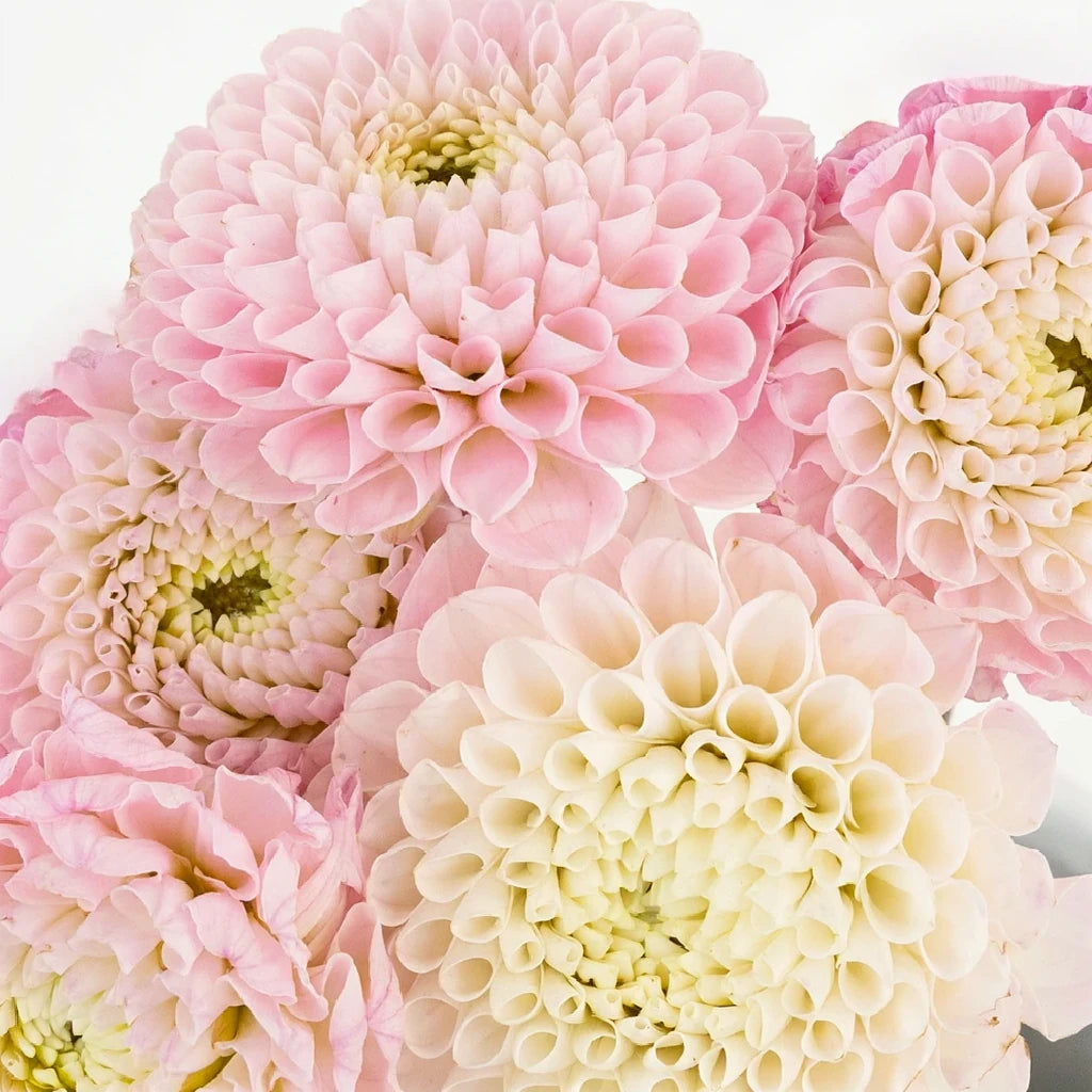 Honeycomb Dahlias - Blush - alternative 1