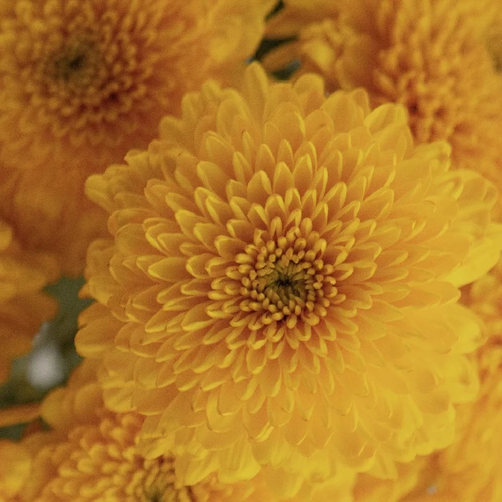 Paladov Cremon - Yellow - main