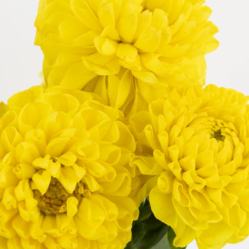Yellow Dahlias - alternative 2