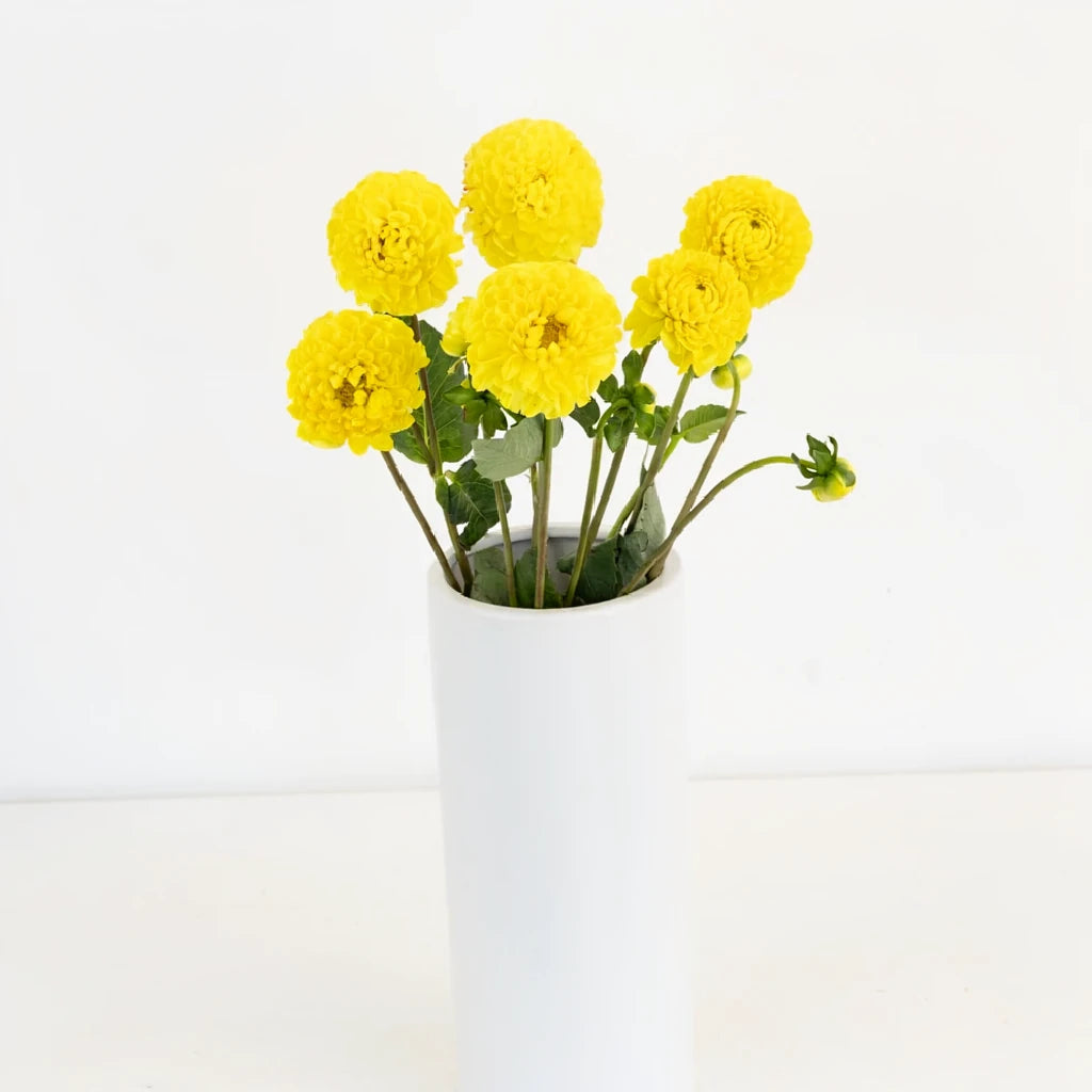 Yellow Dahlias - main