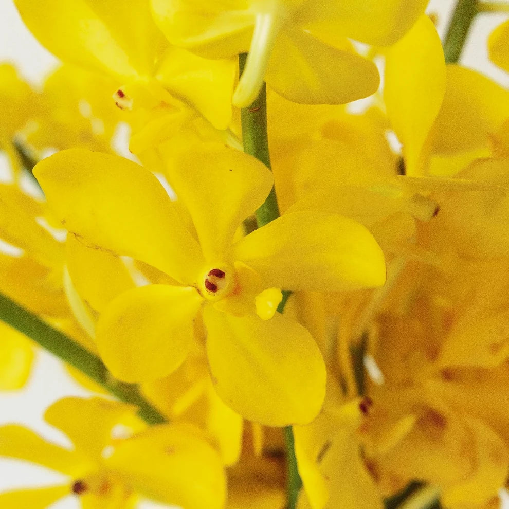 Yellow Orchids Mokara - main