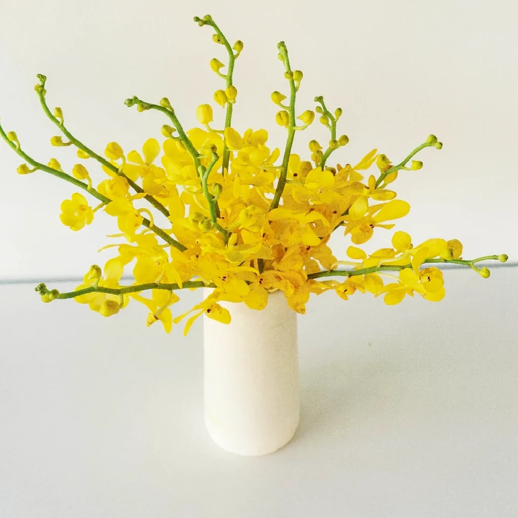 Gold Orchids Mokara - main