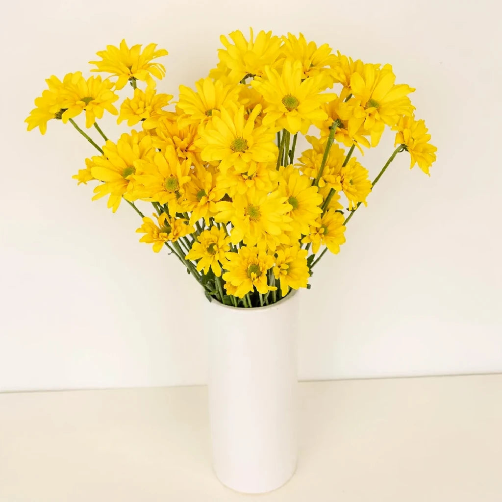Factor Pom Daisy - main