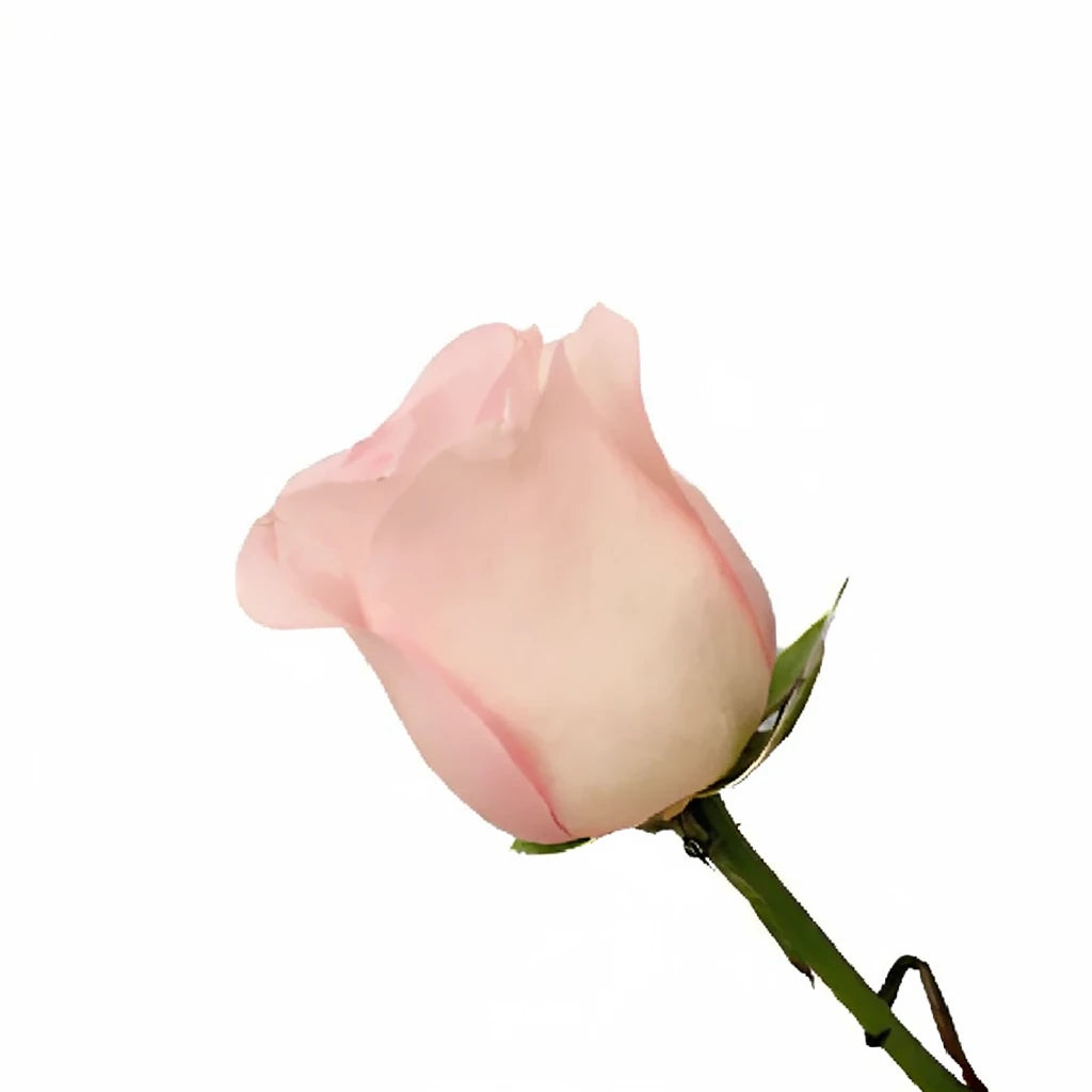 Sweet Akito Roses Standard - alternative 3