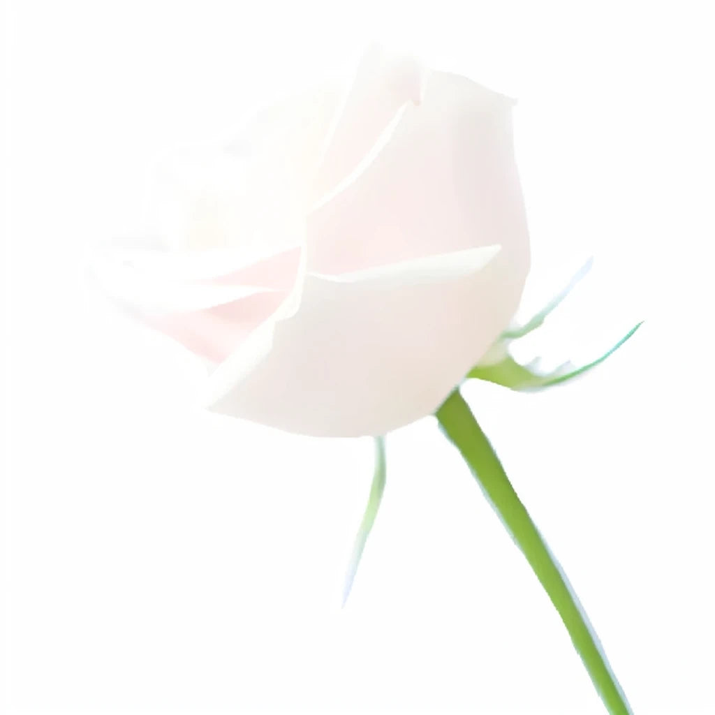 Sweet Avalanche Roses Standard - alternative 4