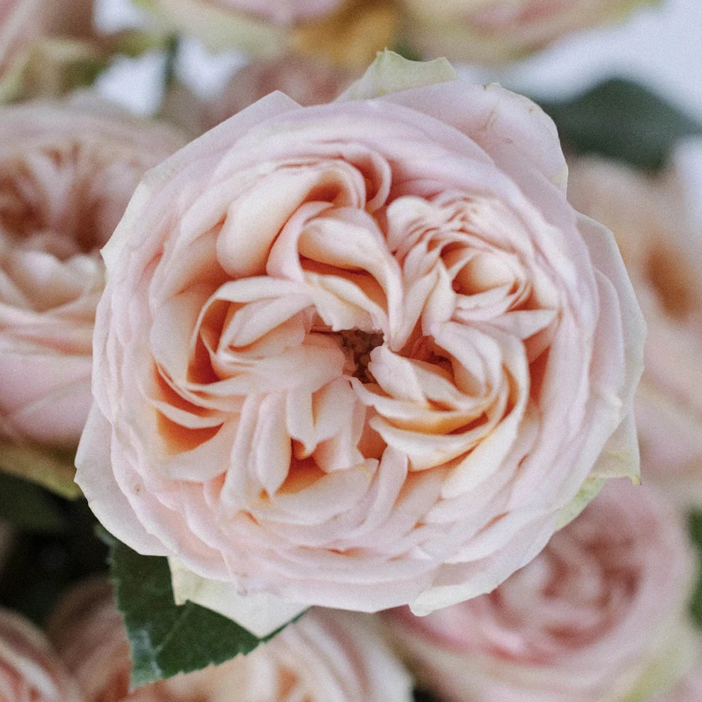 Sweet Catalina Roses Garden - alternative 2