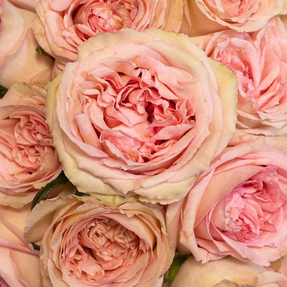 Sweet Elegance Roses Standard - alternative 2