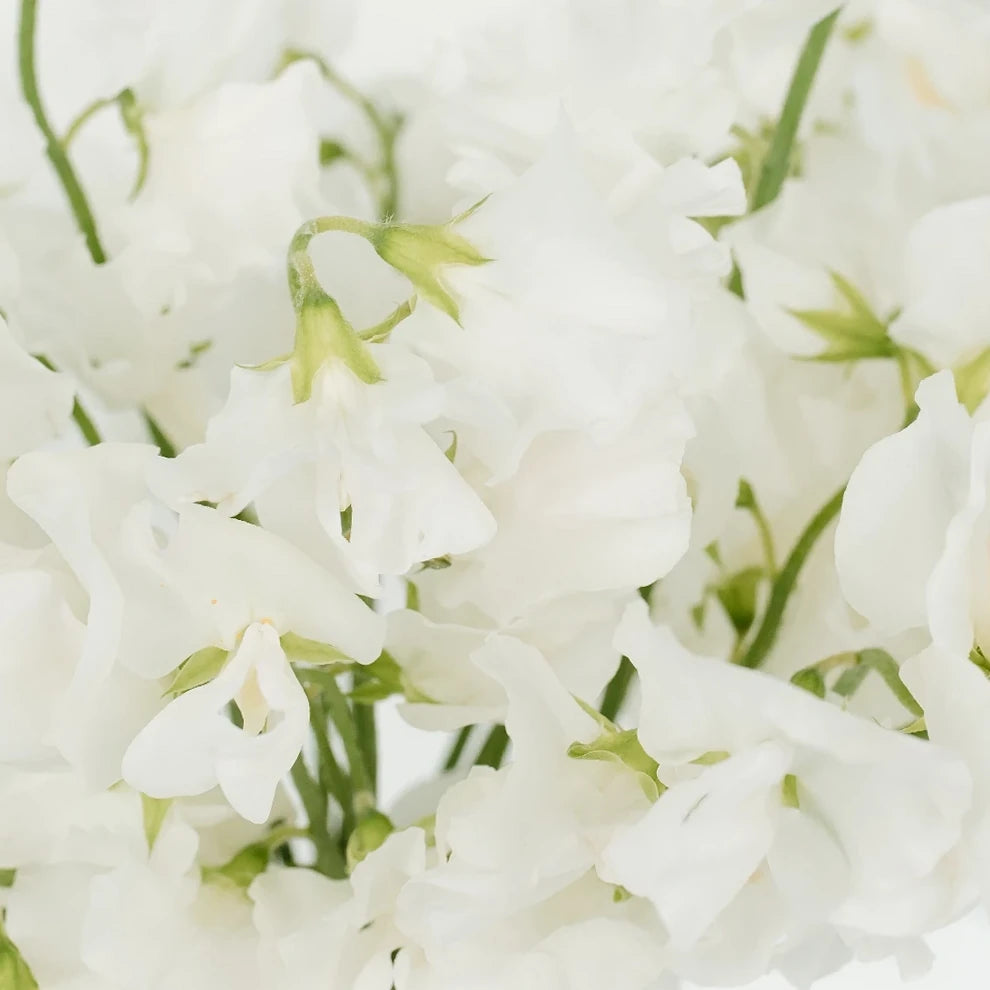 White Sweet Peas - main