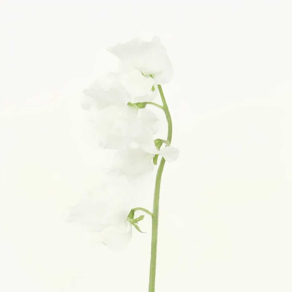 White Sweet Peas - alternative 1