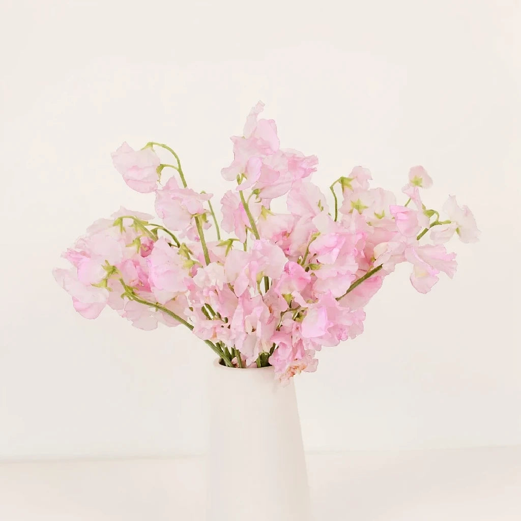 Soft Pink Sweet Peas - alternative 1