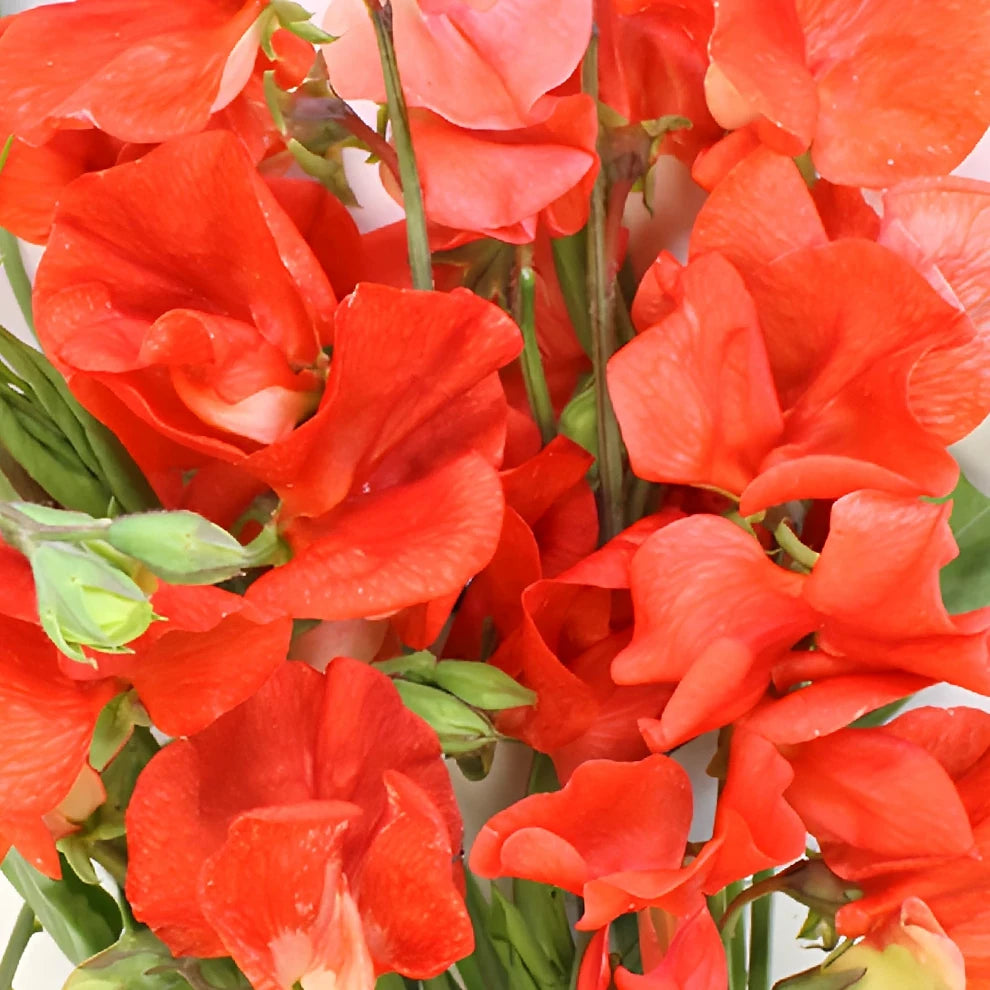 Red Sweet Peas - main