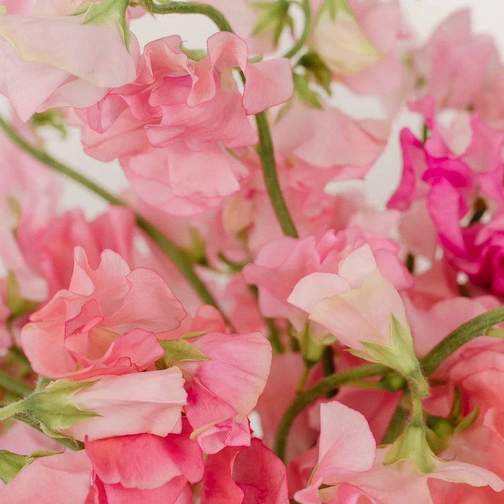 Pink Sweet Peas - alternative 2